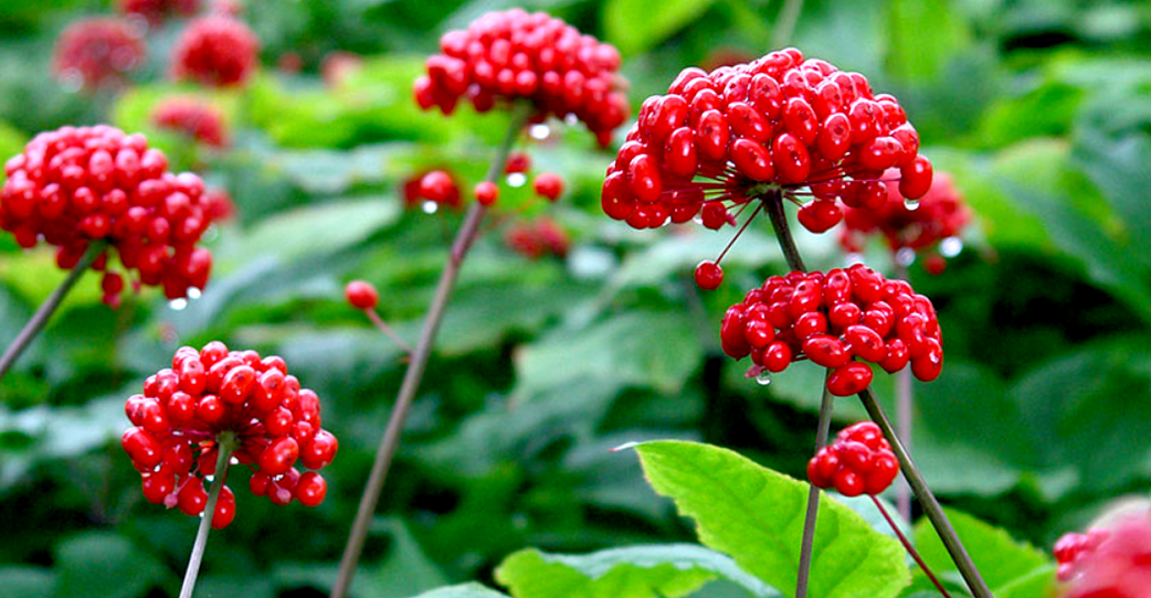 женшен за зголемување на пенисот